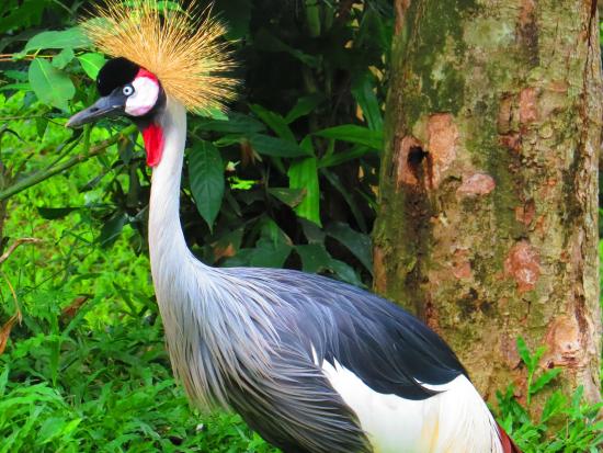 10 Gambar  Taman Burung  TMII Jakarta Harga Tiket 2019 